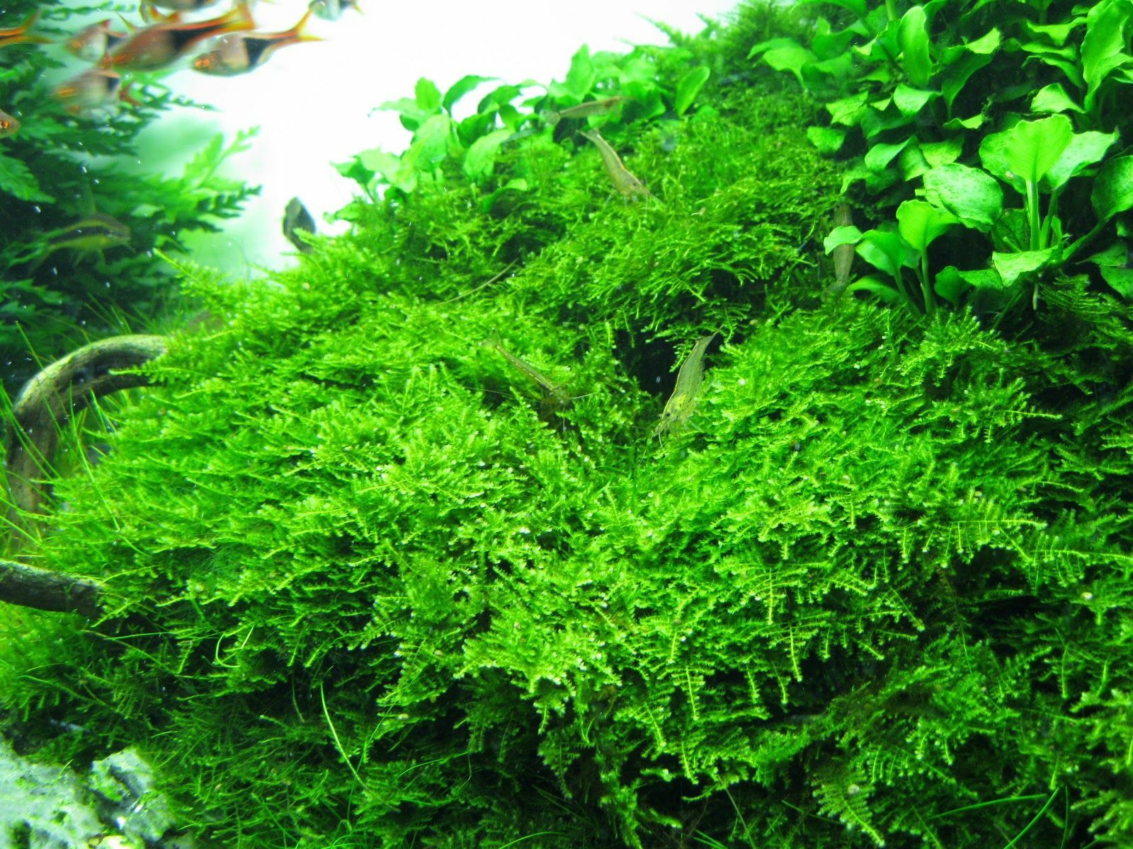 christmas-moss-vesicularia-montagnei-rare-x-mas-moos-1-coupe-6-cm-in-vitro-271136811860.jpg