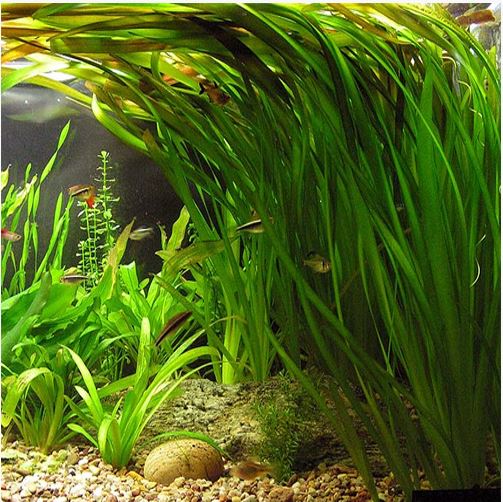 vallisneria-italian-tiger-aquarium-plant.jpg