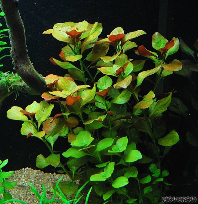 ludwigia-repens-mesakana-4f7a04131357d.jpg